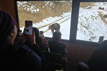 Watching Brown Bear from hideout/ Guarantee you'll see wild Bears