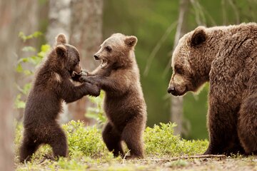 Bear Sanctuary day trip from Brasov Private tour