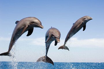 Dolphin Watching & Live Performance for the Whole Family-Hurghada