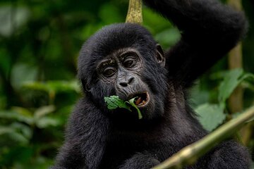 8 Days Big Five Chimps and Gorilla Tracking Safari