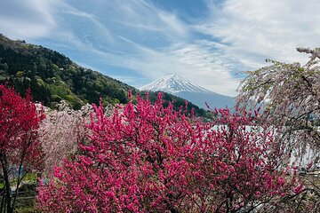 Mount Fuji Day Trip from Tokyo with English Speaking Chauffeur 