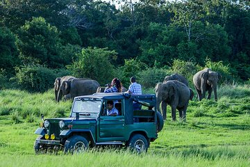 From Ella - Udawalawe Safari & Transfer to Other Locations