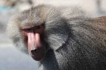 Wildlife Safari to Awash National Park and Surrounding