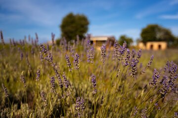 Hvar Lavender Tour - Lavender Fields and Honey Tasting