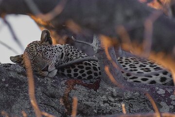4 Days Group Camping Safari
