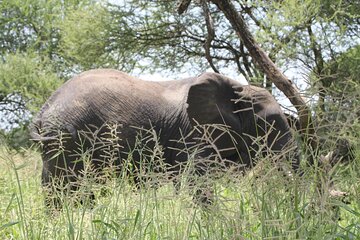 Day Trip Tarangire Safari