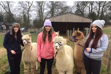 Amsterdam Utrecht Alpaca Trails and Castle Tales
