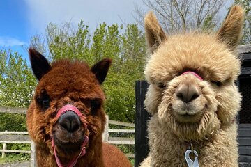 Amsterdam Utrecht Alpaca Trails and Castle Tales