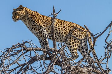 4 Day Etosha National Park