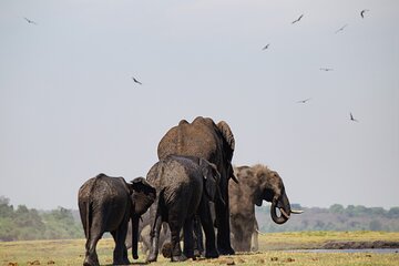 Chobe National Park Day Trip Game Drive Safari Cruise and Lunch