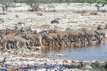 3-Day Etosha National Park Big Five Safari