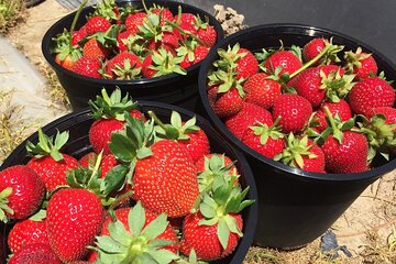 Strawberry Picking in Stellenbosch 