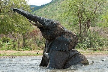 Full Day Pilanesberg Game Drive Safari Near Johannesberg 