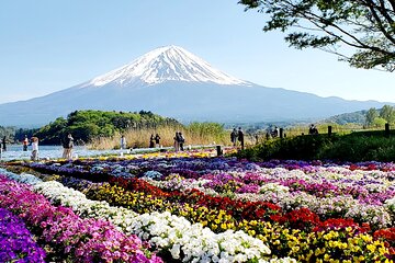 Guided Private Mt. Fuji and Hakone Tour GREEN NUMBER PLATES