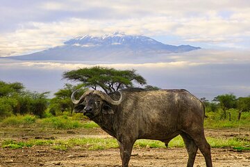 2 Days Amboseli Safari Adventure from Nairobi Classic Game Drives