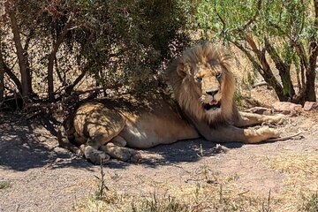 Cape town Aquila Game Reserve Afternoon Big 5 Safari With Lunch
