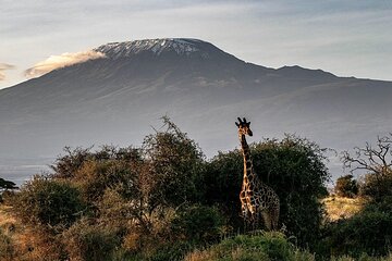 Rongai Trail to Kilimanjaro Summit Multi Day Tour