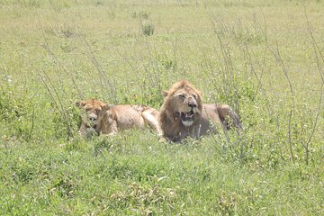3-Day Serengeti National Park Private Multi-day Tours