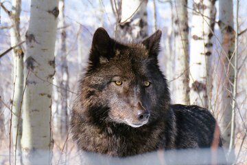 Wolfdog Sanctuary and Banff Day Trip