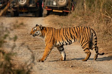 Chitwan jungle safari with canoe river ride