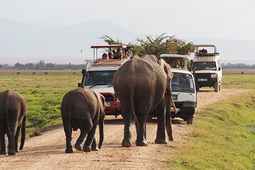 Amboseli National Park Game Drive Day Trip 