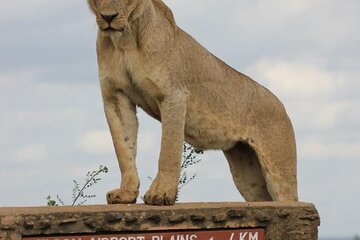 Nairobi National Park Tour and Carnivore Lunch Experience