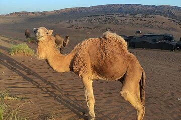 2-Day Marrakech Zagora Desert Camel Trek Tour