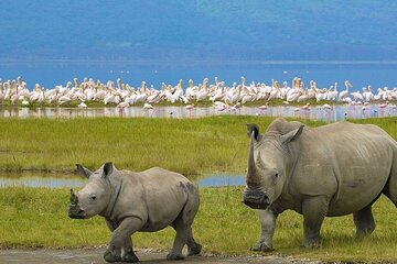 2 Day Wildlife Safari to Lake Nakuru and Lake Naivasha