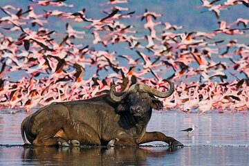 5 Days Masai Mara Nakuru Naivasha joining Group Budget Safari