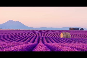 Lavender - Verdon Canyon - Castellane - Moustier - Small Group