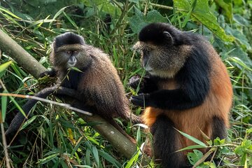  7-Days Rwanda Primates & Akagera NP Game Safari