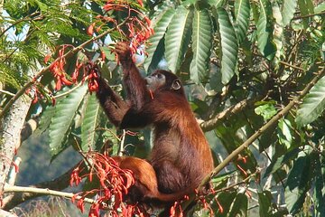 4-Day Manu Jungle Tour with Adventure and Adrenaline
