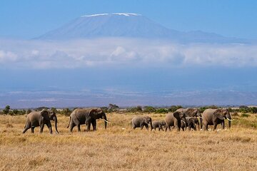 Amboseli Overnight with Accomodation