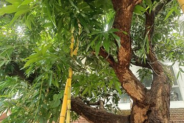 1 night 2 days Ayurveda Panchakarma Retreat in Kochi