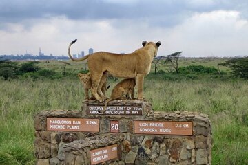 Nairobi National Park Half Day Game Drive within Nairobi