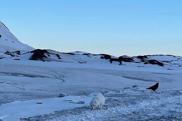 Silver Circle Private Tour from Reykjavík