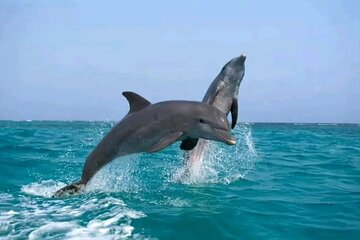 Swimming with Dolphin Full Day Snorkeling Adventure in Hurghada
