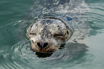 Vancouver Waterfront Sightseeing Zodiac Tour - City and Nature 