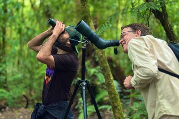 Monteverde Wildlife Walk & Hummingbird Encounter