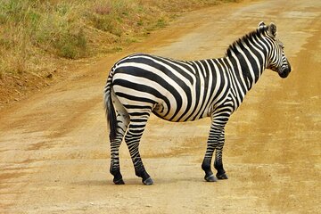 Day Trip - Nairobi National Park & Giraffe Centre