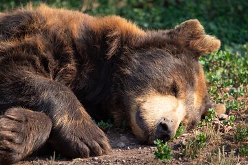 Banff Evening Wildlife Tour