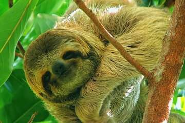 Explore and Learn in Manuel Antonio with a guided tour