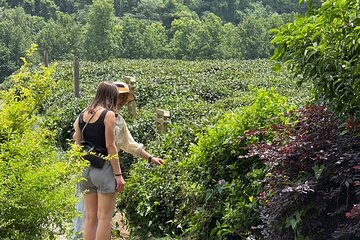Hangzhou Cultural Day Tour