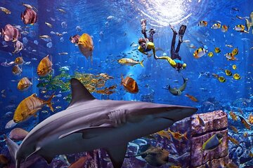 Atlantis -Lost-Chambers Aquarium- in Dubai