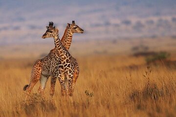 7 Days Budget Safari to Masai Mara Nakuru Naivasha and Amboseli 