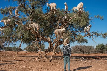Essaouira Day Trip from Marrakech Coastal Adventure