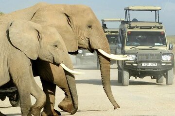 14 Days Kenya and Tanzania Wildlife Camping Safari