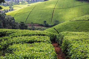 Day Tour To Kiambethu Tea Farm in Limuru