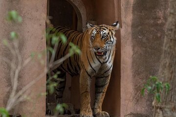 Ranthambore Private Jeep Safari Tour