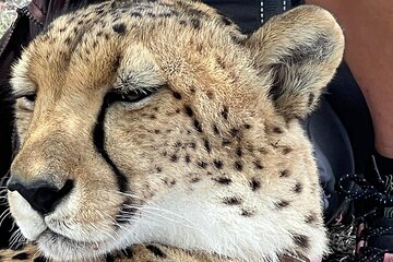 Cheetah Outreach and Award-Winning Winelands Full Day Tour